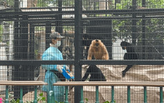 動植物公園8猴死亡｜獸醫指不尋常 料涉中毒或傳染病等3情況