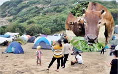 【維港會】塔門露營客太多令草地變沙地 牛隻無啖好食更遭人趕　