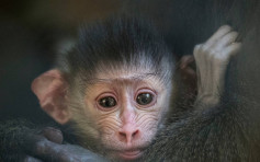 洛杉磯動物園兩山魈猴寶寶首次亮相