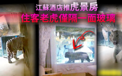 江苏酒店推出虎景房 住客老虎仅隔一面玻璃