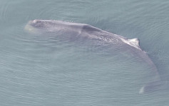 大阪灣迷途鯨魚被困多日後死亡 日本當局研究移走屍體