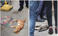 兩花貓倒斃土瓜灣後巷 身有傷痕疑遭虐殺