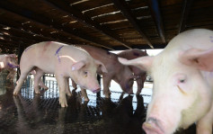 流浮山一猪场猪只验出非洲猪瘟病毒 渔护署11.25起扑杀场内逾1900只猪
