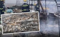 浙江养殖户用炉不慎酿鸭棚大火 逾千鸭子惨变「烧鸭」