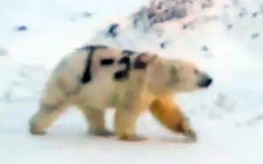 北极熊遭喷「T-34」字样 专家忧：它会饿死