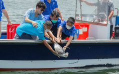 7只绿海龟装追踪器重归大海 海洋公园吁减塑勿抛垃圾