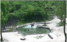 【有片】南韩小象不慎跌入水池　被2大象推回浅水区成功获救