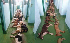 每日逾20隻棄犬「排隊」等死 動物組織籲領養代替購買