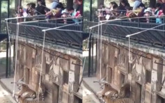雲南動物園設「釣老虎」惹爭議 園方：旨在科普教育