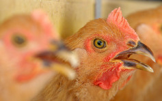 日韩、乌克兰爆H5禽流感 港暂停进口禽类产品
