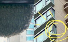 【维港会】珀丽湾居民遭「嗡嗡声」嘈醒 窗外惊现巨型蜂巢