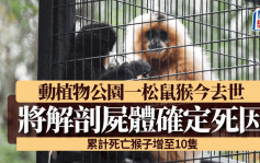 动植物公园10猴死亡｜隔离观察松鼠猴今离世 将解剖化验尸体确认死因