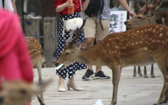 日本奈良公园9鹿误食胶袋亡 兽医：瘦弱得可摸到骨头