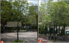 旺角洗衣街花園2棵古樹名木已枯萎　康文署已移除