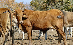 澳洲研究指牛屁股上畫眼 有效防止家畜被掠食