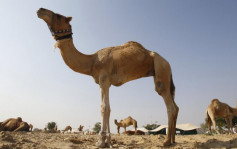 阿曼新增一宗中東呼吸綜合症 衞生署籲避免接觸駱駝