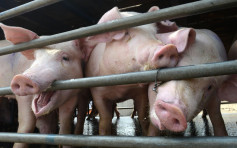 【非洲豬瘟】甘肅慶城9隻豬死亡 疫情擴至24省市