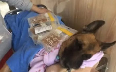 汶川地震最後一隻搜救犬離世 救出15人後暴瘦傷殘