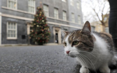 英国首相府第一猫捕鼠大臣拉里任职十周年