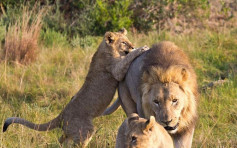 潛南非保護區偷犀牛角 3人反成群獅獵物