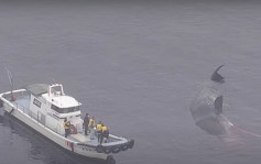 日本20公噸鯨魚誤闖大阪灣近1個月 疑因食物短缺餓死