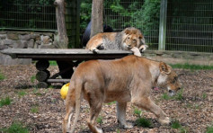 德動物園猛獸「越獄大逃亡」 5獅虎豹熊一度逃脫