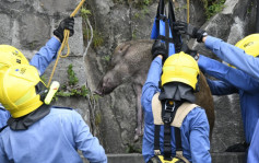 香港仔野豬墮沙井被困 跳起爬出不果受傷消防吊臂救回地面
