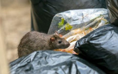 食環署進行全港滅鼠運動 去年下半年共清理逾4萬隻死鼠及活鼠