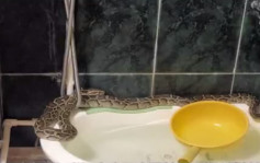 深圳受保護大蟒蛇潛入8樓住宅浴室 疑為鄰居偷養寵物