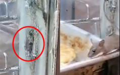 【維港會】老鼠仔潛餐廳偷食麵包 職員被指僅趕走未跟進
