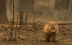 【澳洲山火】讓出洞穴給其他動物避難 袋熊成火災英雄