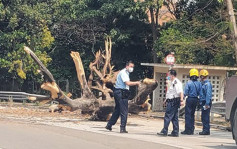 大埔公路沙田嶺段15米高大樹倒塌 現場交通擠塞