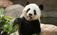 【请勿打扰】盈盈乐乐准备交配 海洋公园暂停开放熊猫馆