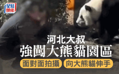 河北大叔強闖熊貓園區舉機影相 網民：以為熊貓唔吃肉？