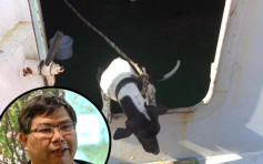 泰国狗误闯货船来港被人道毁灭 渔护署称正检讨做法