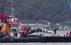西貢鯨魚︱環諮會：理解修法需時  促相關部門制定短期可行措施