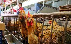 廣東入冬後首宗 中山新增一宗人染H7N9禽流感個案