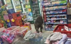 陝西野豬疑被車撞後受驚衝入超市  麻醉後被抬走作無害化處理