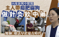 北京主人帶癡肥貓狗做針灸飲藥湯 中獸醫成治療新選擇
