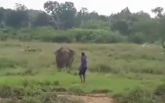 男子试图催眠大象惨被直接踩死