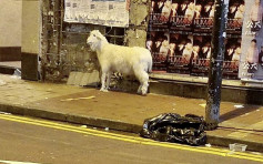 维港会：疑似山羊现身香港街头掀热议 网民笑指 「迷途羔羊」
