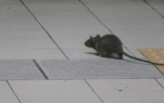 防護中心監察銀川市鼠疫個案 由動物身上帶菌跳蚤叮咬傳播