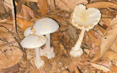 深圳现「蘑菇毒王」白毒伞   误食死亡率高达75％