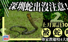 北上郊游注意︱深圳上月10人被蛇咬坐白车入院   专家教避咬贴士