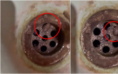 Juicy叮｜網民家中洗手盆去水位疑現鼠蹤 網友勸勿殺生否則後患無窮