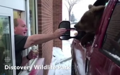职员擅自载棕熊外出食雪糕庆生　加拿大动物园被控