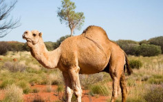 闖民居尋水源造成危險 澳洲擬射殺1萬駱駝