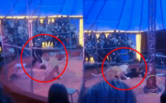 【片段】俄馬戲團馴獸師上場表演 遭母獅失控狂咬小腿拖行