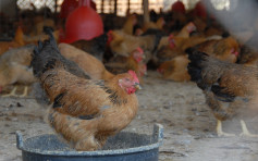 德國及波蘭爆H5N1禽流感 疫區禽類產品暫停進口