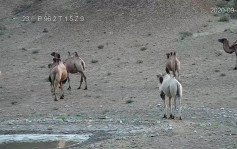 甘肃保护区现白化野生骆驼 官员︰全球首见